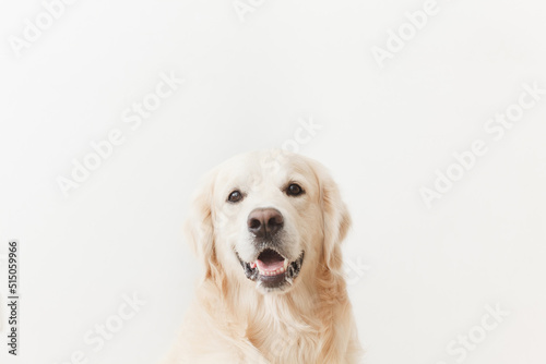 happy golden retriever looking at camera on white background closeup