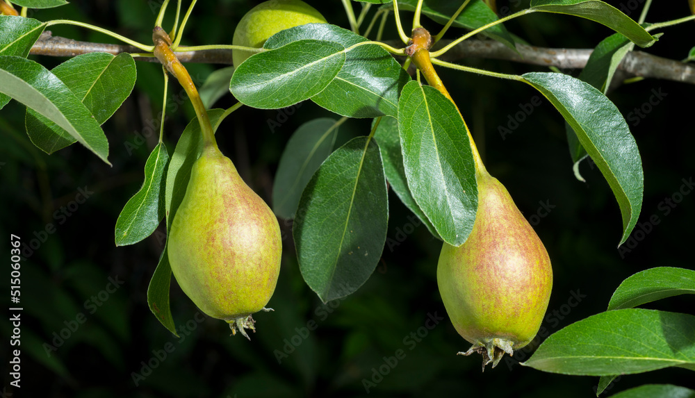 green pears on a branch for background green pears on a branch for background