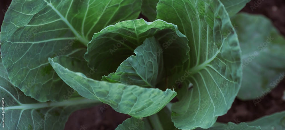 Cabbage, organic vegetable garden without chemicals. Cabbage leaves are tied into a head. Close-up. Formation of cabbage leaves into a head. Cabbage, organic vegetable garden without chemicals. Cabbage leaves are tied into a head. Close-up. Formation of cabbage leaves into a head.