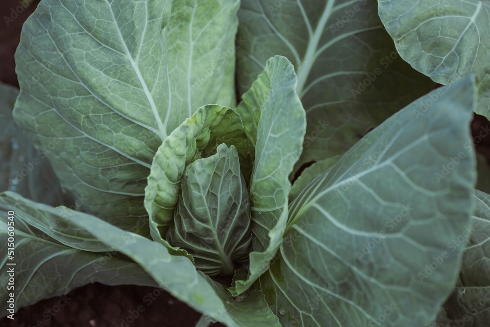 Cabbage, organic vegetable garden without chemicals. Cabbage leaves are tied into a head. Close-up. Formation of cabbage leaves into a head. Cabbage, organic vegetable garden without chemicals. Cabbage leaves are tied into a head. Close-up. Formation of cabbage leaves into a head.