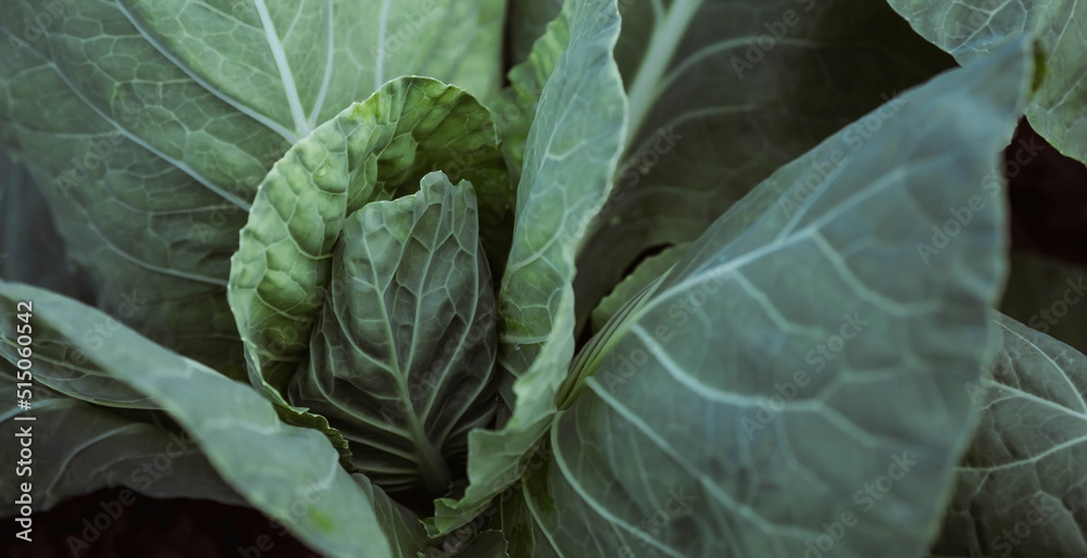 Cabbage, organic vegetable garden without chemicals. Cabbage leaves are tied into a head. Close-up. Formation of cabbage leaves into a head. Cabbage, organic vegetable garden without chemicals. Cabbage leaves are tied into a head. Close-up. Formation of cabbage leaves into a head.