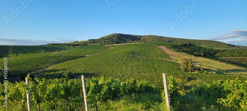 Large vineyards of the Rias Baixas region in Pontevedra, Galicia, Spain. The vines of this plantation produce 