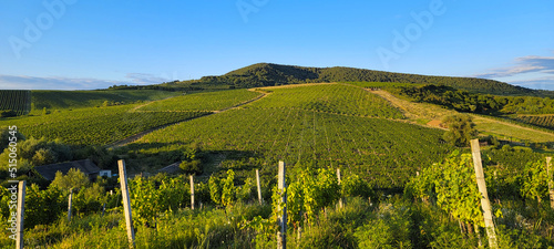 Large vineyards of the Rias Baixas region in Pontevedra, Galicia, Spain. The vines of this plantation produce "albariño" type grapes with which one of the best white wines in the world is produced.