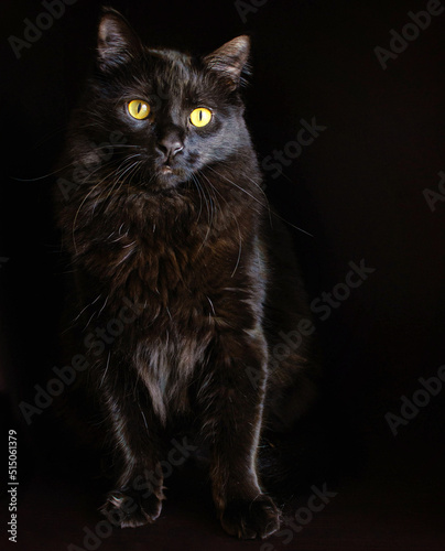 Fototapeta Naklejka Na Ścianę i Meble -  Black Cat on black background