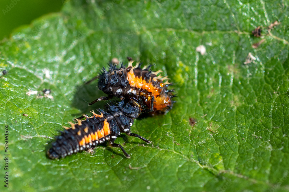 Larva of a Harlequin ladybird beetle, Harmonia axyridis, eating a larva about to change to pupa stage of the same species Larva of a Harlequin ladybird beetle, Harmonia axyridis, eating a larva about to change to pupa stage of the same species