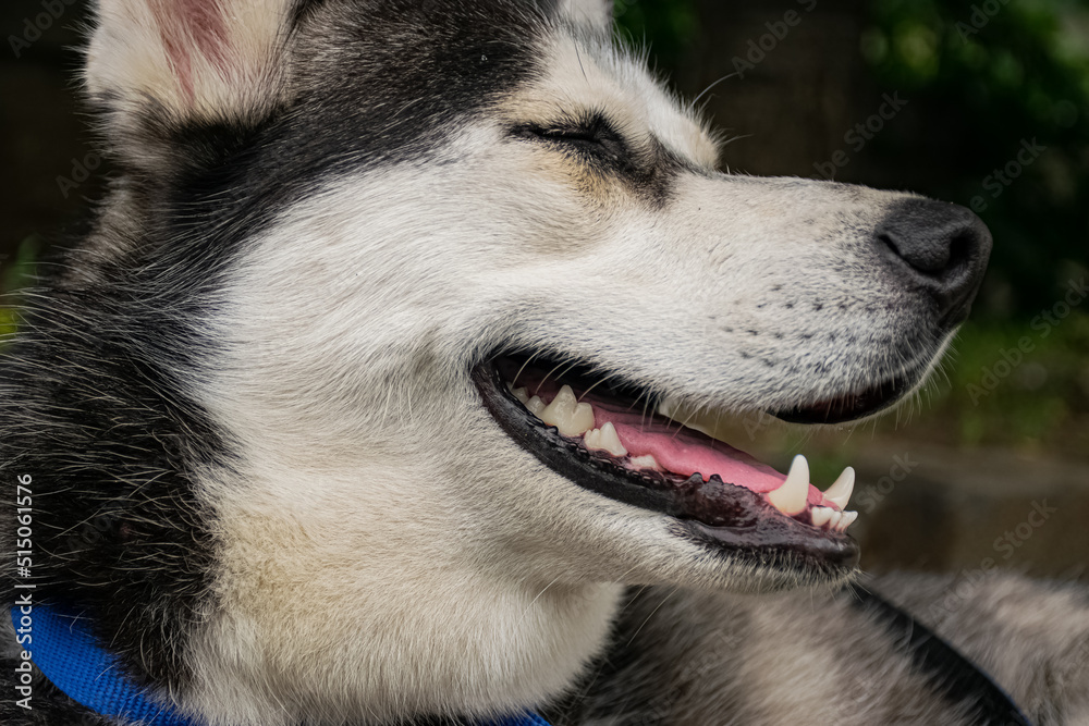 siberian husky dog portrait