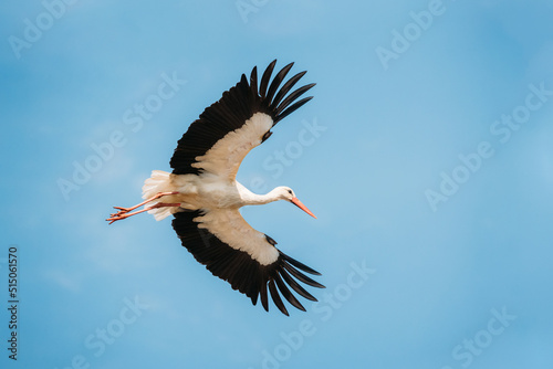 Adult European White Stork Flies In Blue Sky With Its Wings Spread Out.