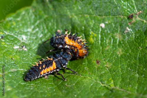 Larva of a Harlequin ladybird beetle, Harmonia axyridis, eating a larva about to change to pupa stage of the same species © Anders93