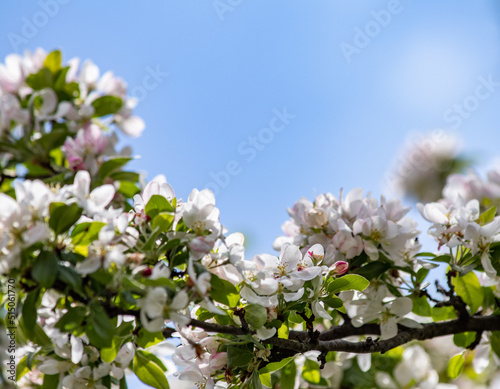 white crabapple tree branch blossoms and buds photo