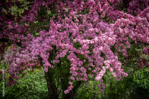 pink crabapple tree blossoms 