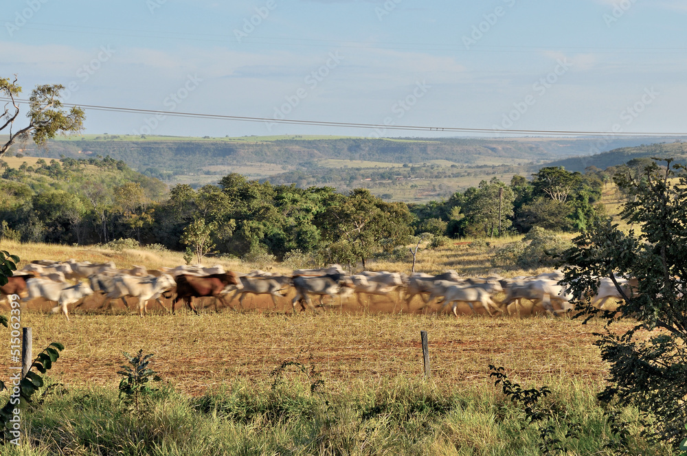 Rebanho bovino correndo pelo campo , estou de boiada