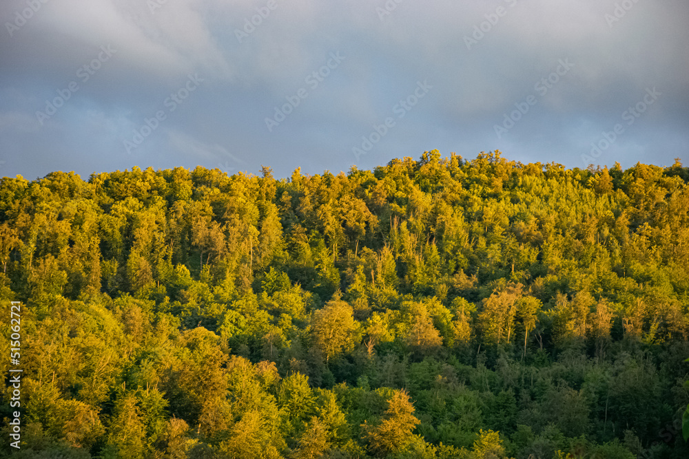 Fototapeta premium rapeseed field in spring