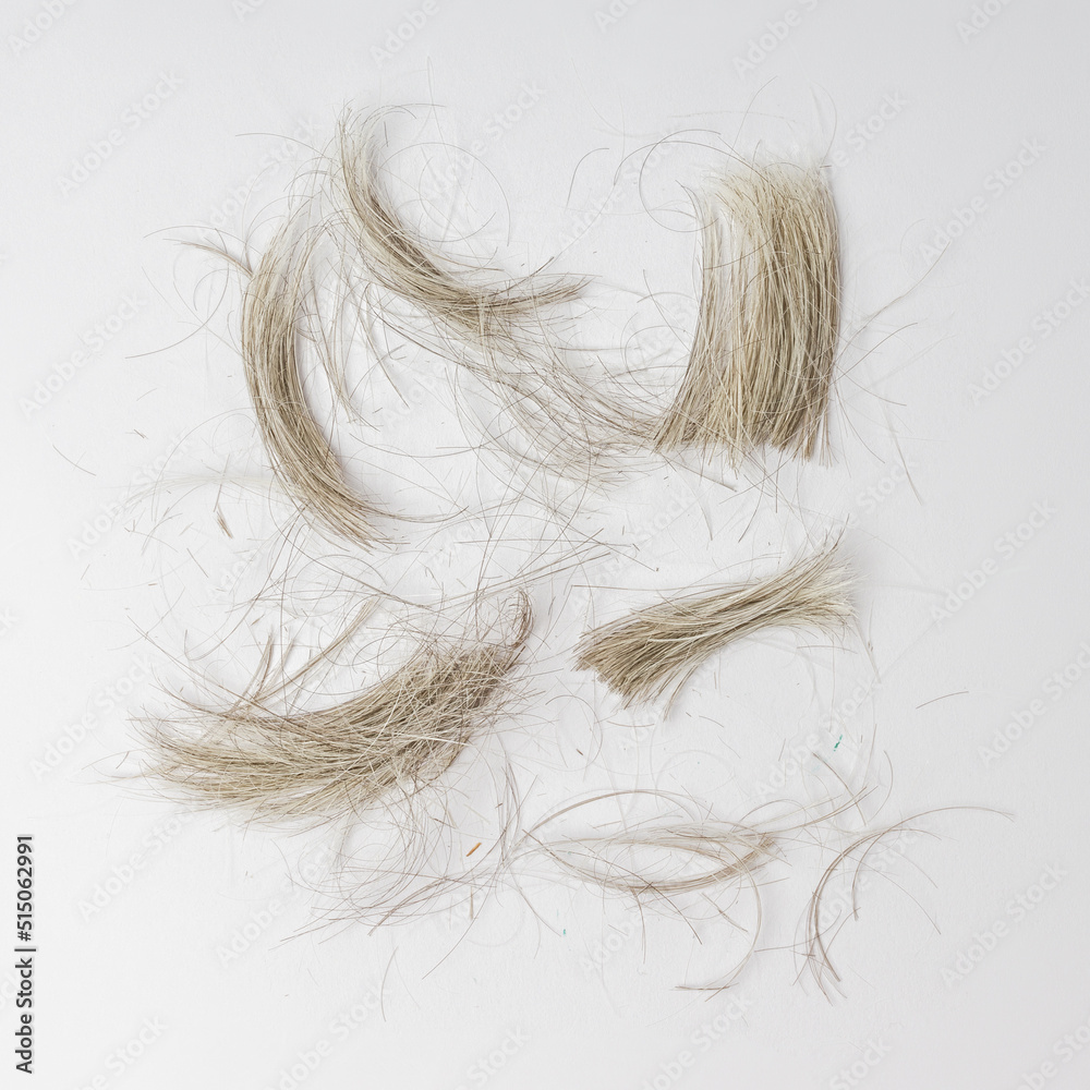 natural strands of cut gray hair on a white background natural strands of cut gray hair on a white background