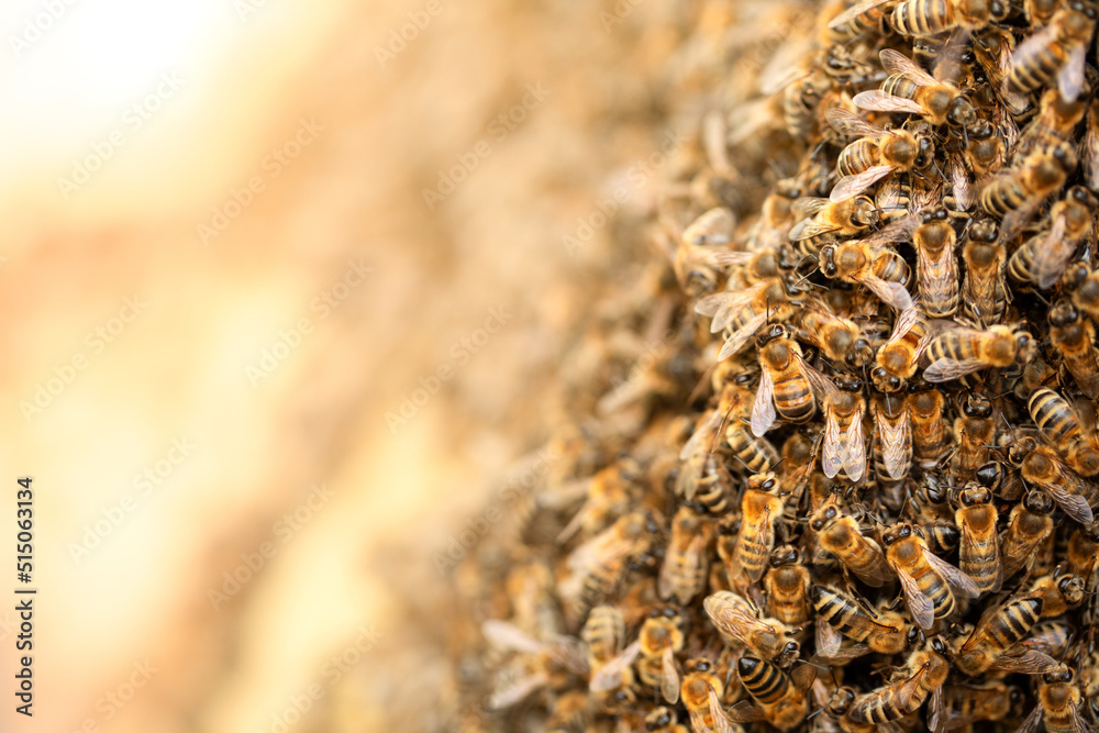 Honey bees. Swarm transplant. Texture. Lots of insects. Honey bees. Swarm transplant. Texture. Lots of insects.