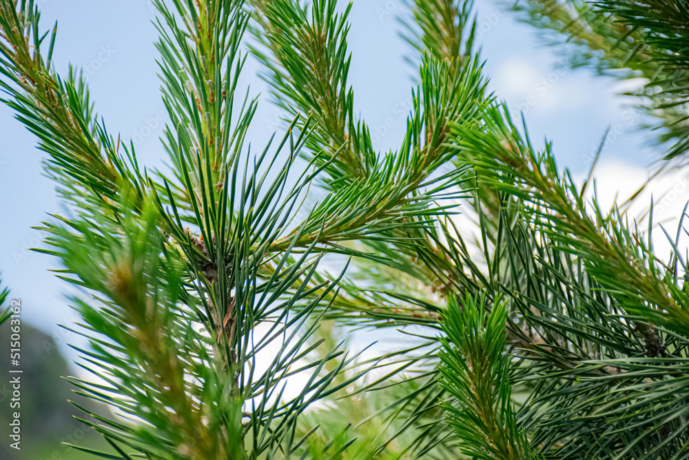 pine tree branches against blue sky