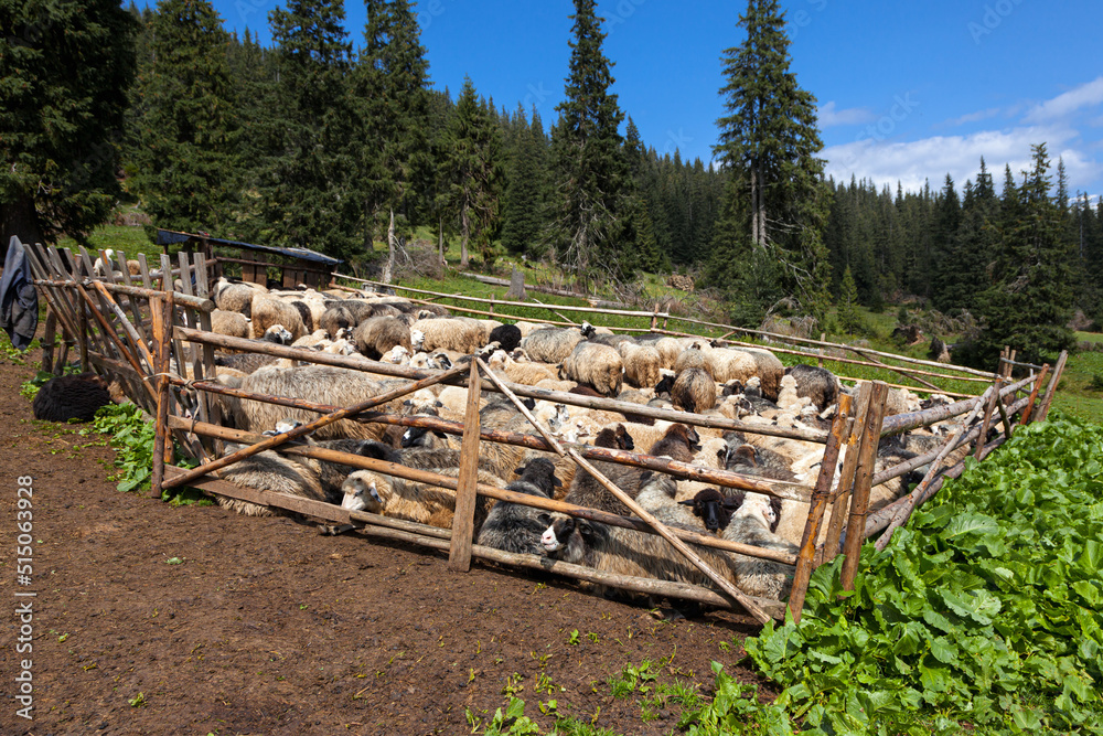 A flock in the sheepfold
