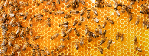 Canvas Print bees on honeycomb, abstract natural background or texture.