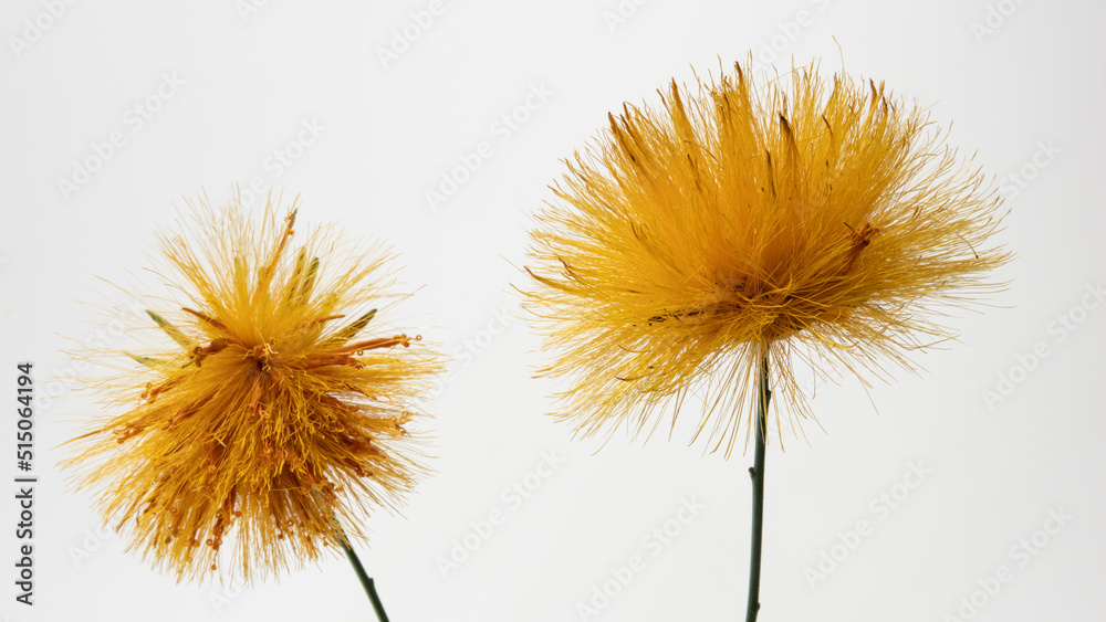 Orange and yellow flower of the Stifftia chrysantha on white background. Native to Brazil, is also called Diadema or Esponja de Ouro in Portuguese, translated to Diadem or Golden Sponge in English.. Orange and yellow flower of the Stifftia chrysantha on white background. Native to Brazil, is also called Diadema or Esponja de Ouro in Portuguese, translated to Diadem or Golden Sponge in English..
