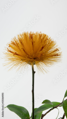 Orange and yellow flower of the Stifftia chrysantha on white background. Native to Brazil  is also called Diadema or Esponja de Ouro in Portuguese  translated to Diadem or Golden Sponge in English..