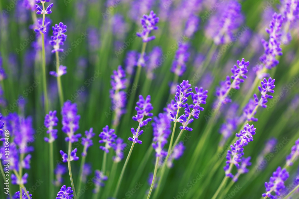 Bright lavender flowers, selective focus. In a lavender field. Bright lavender flowers, selective focus. In a lavender field.