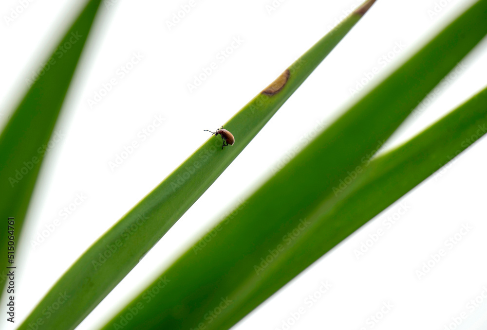 Fototapeta premium Bug on a plant