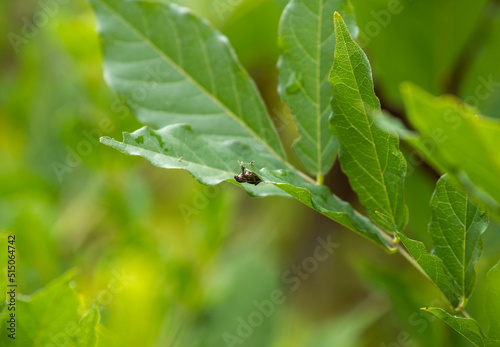 Bug on a plant