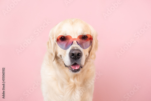 portrait of a funny dog on a pink isolated background wearing glasses with purple hearts