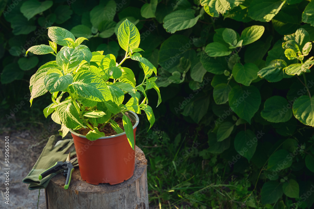 Hydrangea flower in a pot. Hortensia macrophylla - latin name of plant. Hydrangea plants on background in summer garden. Hydrangea flower in a pot. Hortensia macrophylla - latin name of plant. Hydrangea plants on background in summer garden.