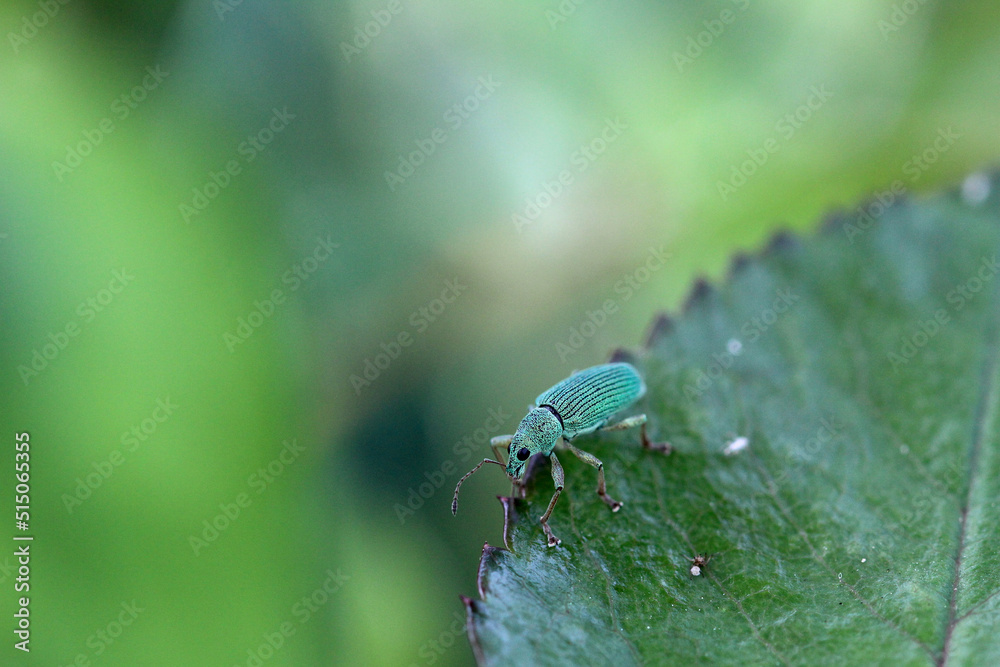 un charançon vert soyeux (polydrusus formosus) sur un feuille de rosier un charançon vert soyeux (polydrusus formosus) sur un feuille de rosier