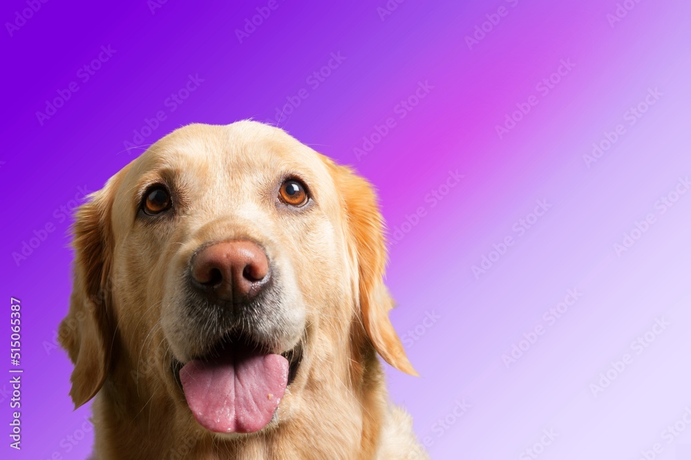Cute domestic dog happy smiling, pet concept Cute domestic dog happy smiling, pet concept