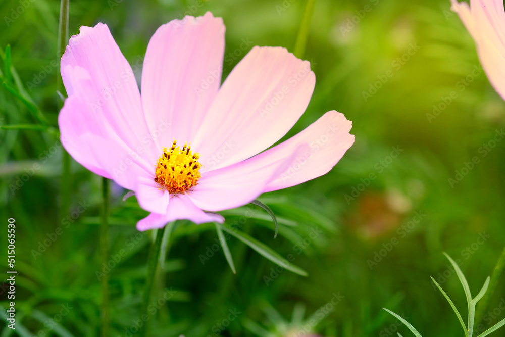 Pink Garden Cosmos Plant close up. Nature defocused background. Macro selective focus. Mexican Aster Flowers Cosmos bipinnatus.. Pink Garden Cosmos Plant close up. Nature defocused background. Macro selective focus. Mexican Aster Flowers Cosmos bipinnatus..
