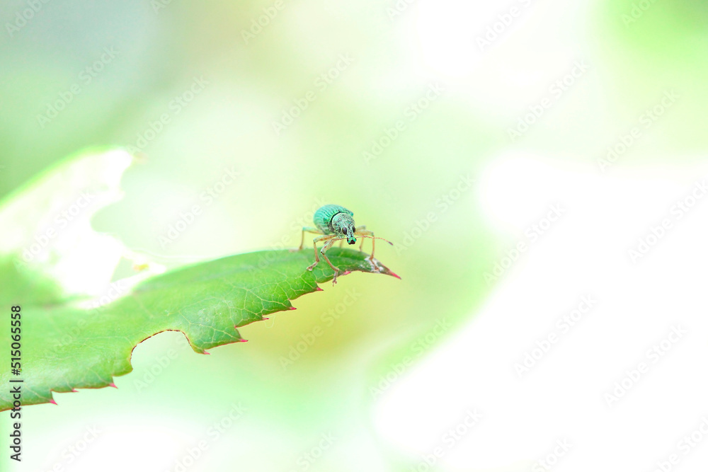 un charançon vert soyeux (polydrusus formosus) sur un feuille de rosier un charançon vert soyeux (polydrusus formosus) sur un feuille de rosier