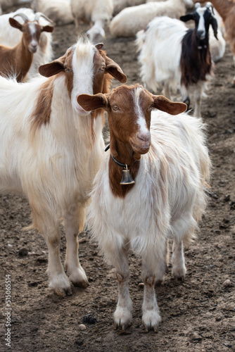 Two young goats stand side by side in a pen in southern Europe. One of them is looking at the camera?