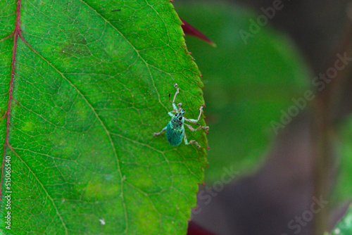un charançon vert soyeux (polydrusus formosus) sur un feuille de rosier  photo