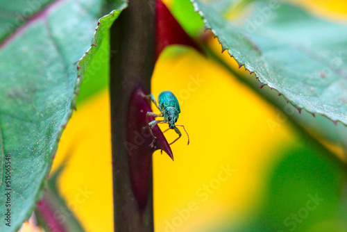 un charançon vert soyeux (polydrusus formosus) sur un feuille de rosier  photo