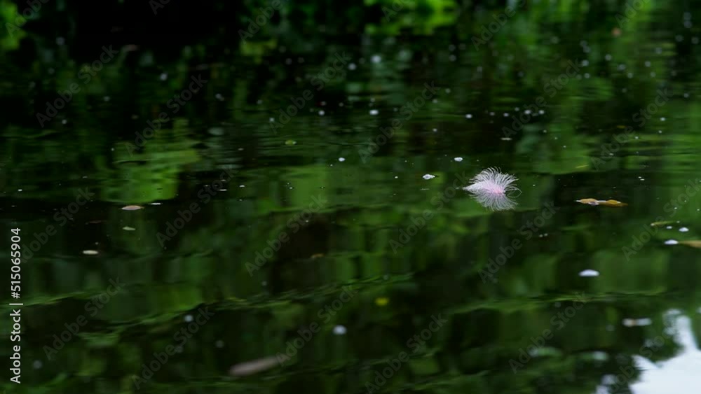 Okinawa,Japan - July 2, 2022: Flowers of Barringtonia racemosa or Sagaribana or common putat or powder-puff tree floating on Maira river in Iriomote island, Okinawa, Japan 
