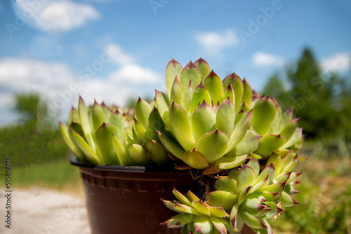 Common houseleek.Photo of a plant as know in Latin as Sempervivum tectorum, succulent in a pot.Close up