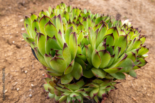 Common houseleek.Photo of a plant as know in Latin as Sempervivum tectorum, succulent in a pot.Close up