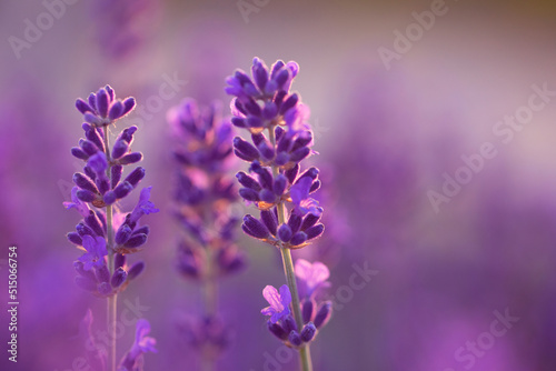 Bright lavender flowers, selective focus. In a lavender field. photo
