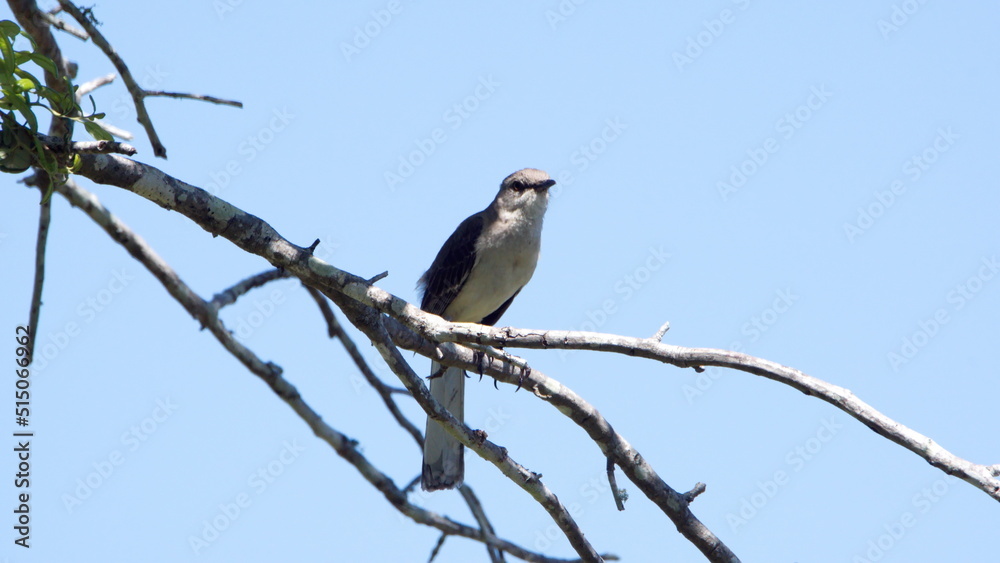 Northern mockingbird (Mimus polyglottos) perched in a tree in a backyard in Panama City, Florida, USA Northern mockingbird (Mimus polyglottos) perched in a tree in a backyard in Panama City, Florida, USA