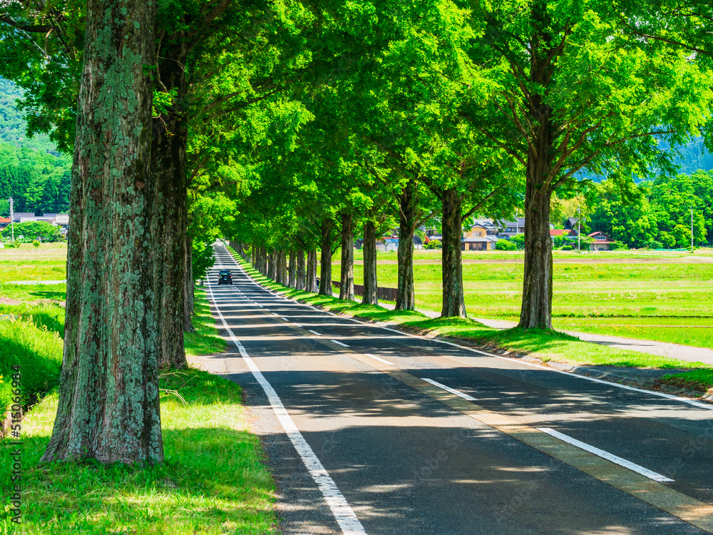 Obraz premium メタセコイア並木 新緑のマキノ高原