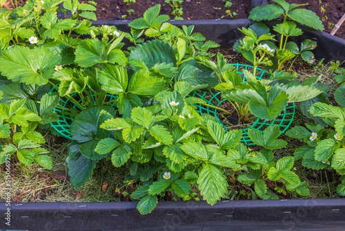 Close up view of blooming strawberry bushes. Gardening concept. 