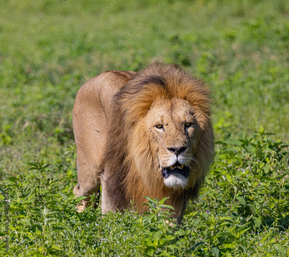 Brambleberry Tours Serengeti Safari 2021 - Serengeti, NgoroNgoro, Ndutu - East African Wildlife Brambleberry Tours Serengeti Safari 2021 - Serengeti, NgoroNgoro, Ndutu - East African Wildlife