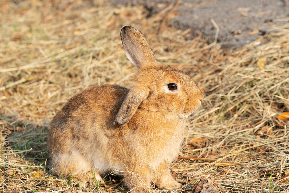 Fototapeta premium Fluffy brown bunny rabbit sitting on the dry grass over environment natural light background. Furry cute rabbit hare bunny tail wild-animal sitting single at outdoor. Easter animal pet concept.
