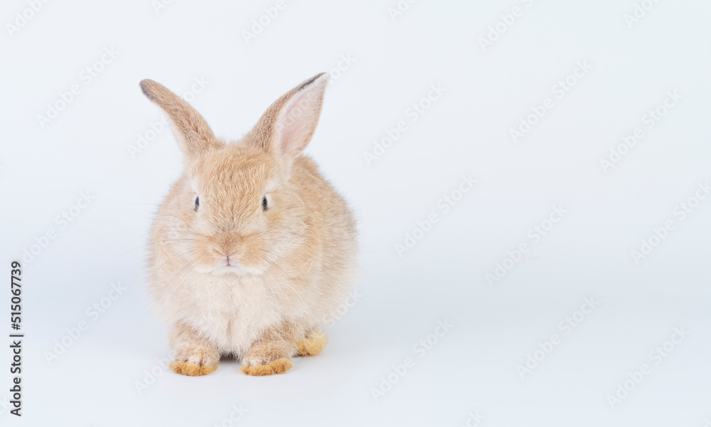 Naklejka premium Adorable newborn baby rabbit bunnies looking at something sitting over isolated white background. Active little rabbit furry brown bunny playful on white background. Easter bunny animal pet concept.