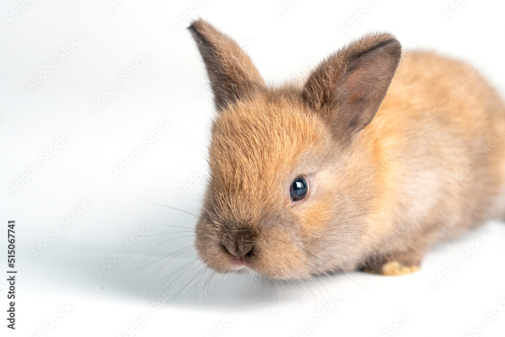 Adorable newborn baby rabbit bunnies looking at something sitting over isolated white background. Active little rabbit furry brown bunny playful on white background. Easter bunny animal concept.. Adorable newborn baby rabbit bunnies looking at something sitting over isolated white background. Active little rabbit furry brown bunny playful on white background. Easter bunny animal concept..
