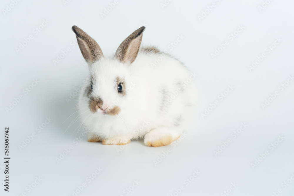 Adorable baby rabbit bunnies looking at camera sitting over isolated white background. Cuddly healthy little rabbit white brown bunny playful sitting on white with copy space. Easter bunny animal pet.