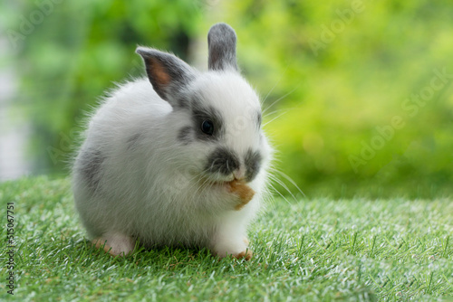 Fluffy rabbit easter bunny sitting green grass over spring summer background. Infant dwarf bunny black white rabbit playful on lawn with white background. Cute animal furry pet easter concept.