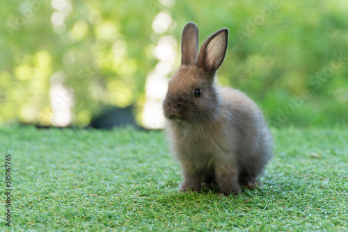 Adorable fluffy baby bunny rabbit sitting on green grass over natural background. Furry cute wild-animal single spring time at outdoor. Lovely fur baby rabbit bunny on meadow. Easter animal pet