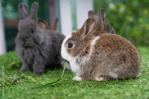 Adorable baby rabbit bunny brown eating fresh timothy grass while sitting on green grass over bokeh nature background. Infant brown white eat fresh grass on lawn. Easter bunny animal concept.